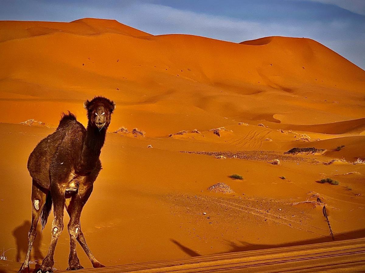 Sahara camel trek camp Hotel Merzouga Bagian luar foto